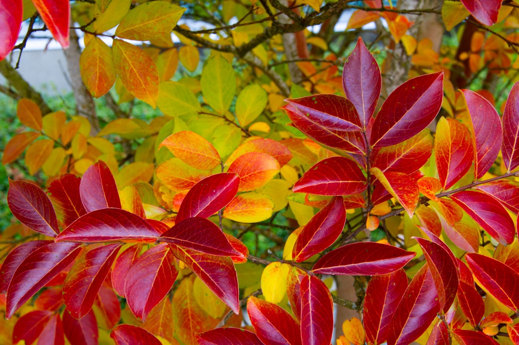 Close-up photo of autumn leaves on a tree, with red leaves in front, and yellow and green leaves in the back