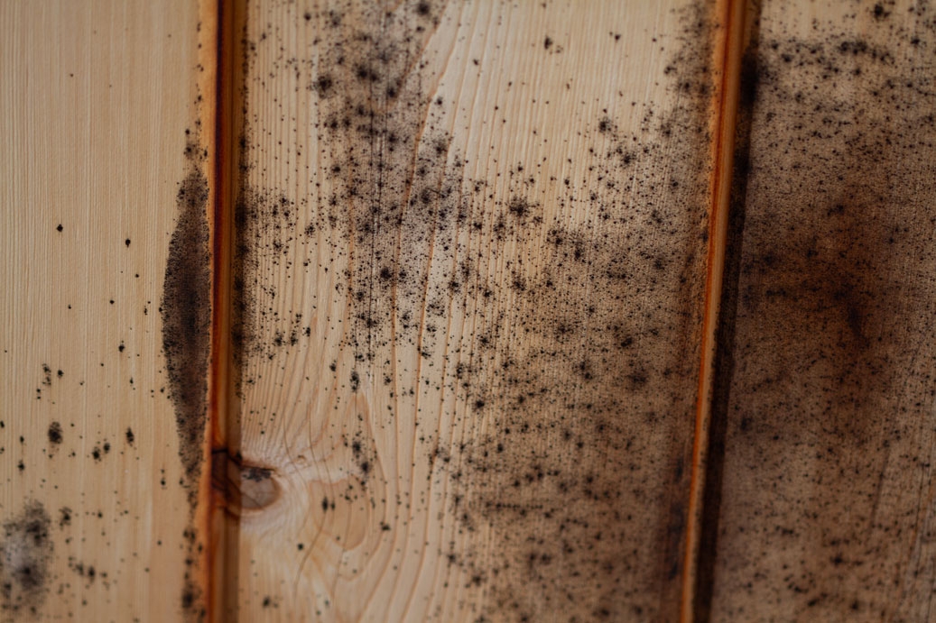 Picture of wood slats with mold growing on them
