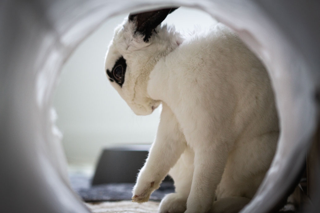 Photo of a bunny with white fur and black ears, taken through a pet tunnel